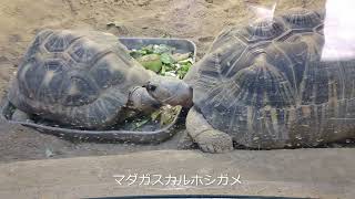 八木山動物公園　2022年正月開園　は虫類館のヘビ・カメ