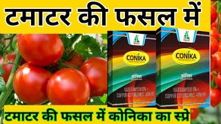 Tamatar #टमाटर की फसल में कोनिका का स्प्रे #टमाटर में झुल्जा रोग नियंत्रण #tamatar me conika ka spr