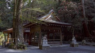 【4K】そうだ京都の桜を見に行こう2020【貴船神社 奥宮】