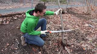 Carving a Walking Stick During Quarantine