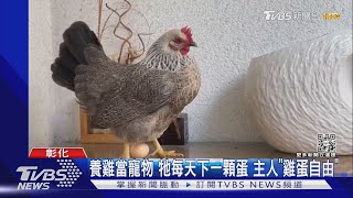 寵物雞的報恩 每天一顆蛋 主人不怕蛋荒 「雞蛋自由」｜TVBS新聞@TVBSNEWS01