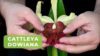 Cattleya Dowiana Aurea