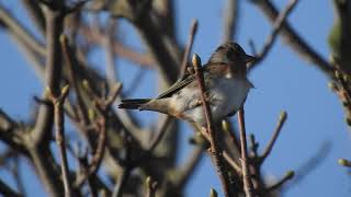 Brambling with another, Redwings and Chaffinches calling Berry Head Devon 31 Oct 2021