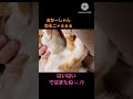 ブラッシングされる元保護猫が可愛すぎる😍