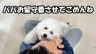 １週間ぶりにパパと再会してテンション上がりすぎな犬！【ビションフリーゼ】