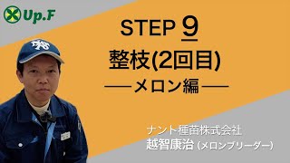 【Up.FTV メロン編 STEP9】整枝(2回目)