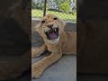 5 Months Old Dangerous Lion Cub | Nouman Hassan |