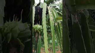 Dragon fruit❤️‍🔥 #karnataka#puthur#dragon#farm#nature#fruits#healthy#health#tasty#tree#plant