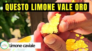 Limone CAVIALE - FINGER LIME - IL LIMONE PIÙ COSTOSO