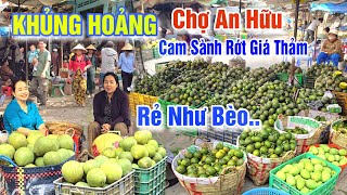 KHỦNG HOẢNG CẬN TẾT 2026 QUÁ THÊ THẢM CAM SÀNH RỚT GIÁ CHỈ 2K/Kg Ở CHỢ AN HỮU