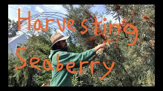 Harvesting Seaberry