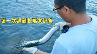 退潮后海貨到處擱淺，還第一次遇到針魚，四哥小宇宙爆發猛抓大貨【漁小仙】