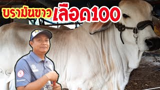 วัวบรามันขาว เลือด100 พร้อมเปิดราคา จาก\