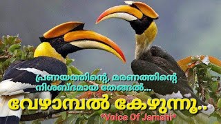 പ്രണയം കേഴുന്ന വേഴാമ്പൽ! കേരളത്തിൻ്റെ ഔദ്യോഗിക പക്ഷി!The official bird of Kerala!!@*Voice Of Jamshi