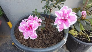 गुलाब को टक्कर देते है इसके फूल अजेलिया प्लांट की देखभाल || Azalea Flower Plant Care Tips