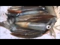 Hot Squid Jigging Action in Puget Sound