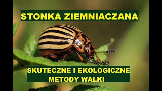 STONKA ZIEMNIACZANA - SKUTECZNE I EKOLOGICZNE METODY WALKI