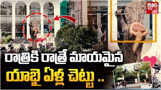 రాత్రికి రాత్రే మాయమైన యాభై ఏళ్ల చెట్టు .. | Tree Demolish On KBR Park | BIG TV