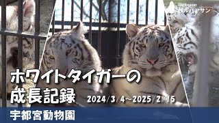 宇都宮動物園 ホワイトタイガーの成長記録