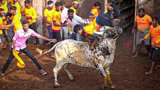 Ulagampatti Jallikattu 2024 Videos | உலகம்பட்டி ஜல்லிக்கட்டு 2024 Videos