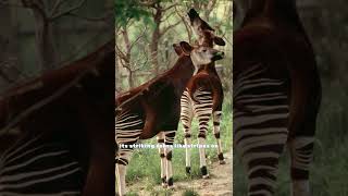 The Okapi: giraffe or zebra ?!!! What a surprise!!!👀