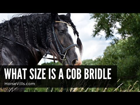 Is full size bigger than cob size?