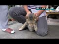 【地域猫】心強い援軍を得てニャルソックにブロードラインを付ける。【魚くれくれ野良猫】