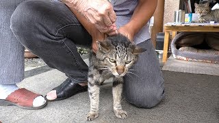 【地域猫】心強い援軍を得てニャルソックにブロードラインを付ける。【魚くれくれ野良猫】