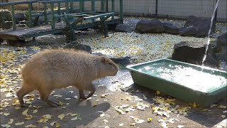 2021 12 02　湯浴みをするかはカピバラ次第……　～大宮公園小動物園のカピバラ～