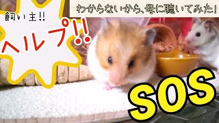 飼い主！ヘルプ！！｜貴重なハムスターの成長記録｜ひなちゃん子育て！【ハムスター動画】【ハムスター】【癒し】