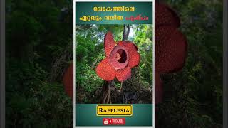 ഭൂമിയിലെ ഏറ്റവും വലിയ പുഷ്പം | Rafflesia #shorts