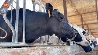 La industria láctea española es una potencia europea en producción de leche.