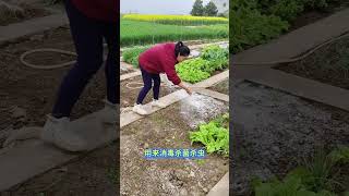 种菜防虫小妙招 种菜最怕的就是病虫害，种菜前撒点生石灰，给土壤病虫害防治  种植小技巧 种菜 防虫小妙招