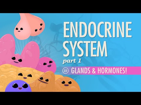 What does the endocrine system do?