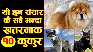 संसारकै सबै भन्दा खतरनाक १० कुकुर || 10 must dangerous dog in the world