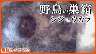 シジュウカラの巣箱 孵化 2日目 【Live 巣箱カメラ(2ch)】 Nest Box Camera 2021/05/22