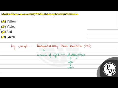 Which wavelengths of light are most effective in driving photosynthesis quizlet?