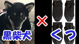 【黒柴犬】おもしろい反応が話題⁉～犬用のくつをはかせてみた結果～