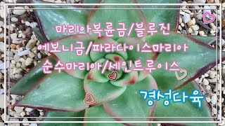 10월24일.월요일.예쁜 색감과 황금 비율로 성장하는 아이들~ #순수 #마리아 #블루 #다육 #식물