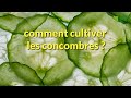 Comment CULTIVER le CONCOMBRE ? Conseils de CULTURE et d'ENTRETIEN