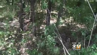 More Than 17,000 Marijuana Plants Seized In Navarro County