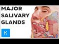 What are the Major Salivary Glands? - Human Anatomy | Kenhub