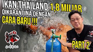 INI DIA CARA BARUNYA‼️ KARANTINA IKAN 1,8 M ‼️ PART 2