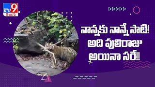 Tiger takes care of 4 orphaned cubs in Panna National Park - TV9