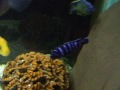 synodontis dwarf chasing each other labidochromis yellow pseudotropheus demasoni