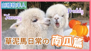 【Alpaca's Daily Life】Do Alpacas like eating pumpkin?｜Shepherd in Cambridge｜Life in the UK