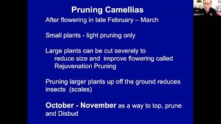 Pruning Camellias   Mark Crawford IV