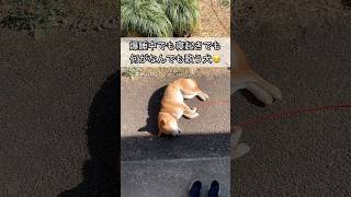 柴犬コロ 爆睡中でも寝起きでも何がなんでも歌う犬😂 #柴犬コロ #歌う犬 #おもしろ #ペット #動物 #funny #shibainu #singingdog