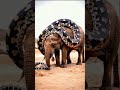 symbiosis between elephant and giant python