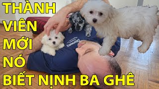 #168- BA DUSTIN CÓ EM MỚI NÊN PEPPER RA RÌA | TUI LÀM MẸ 2 CON